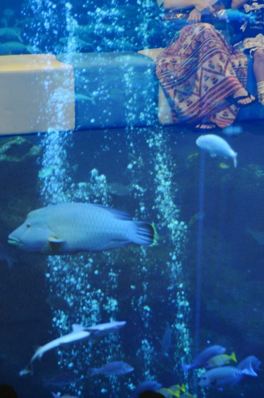 京都水族館 其の二_f0032011_19453569.jpg