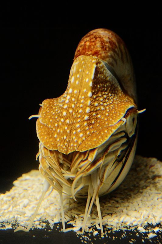 京都水族館 其の二_f0032011_19462678.jpg