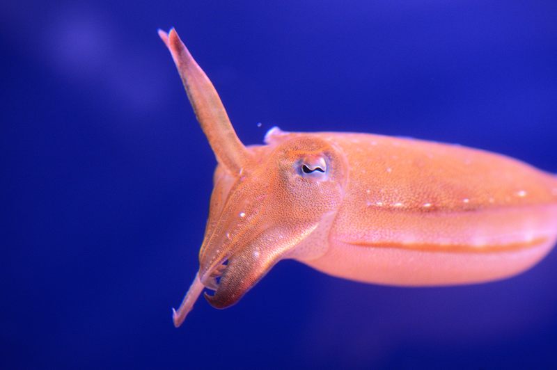 京都水族館 其の二_f0032011_19464288.jpg