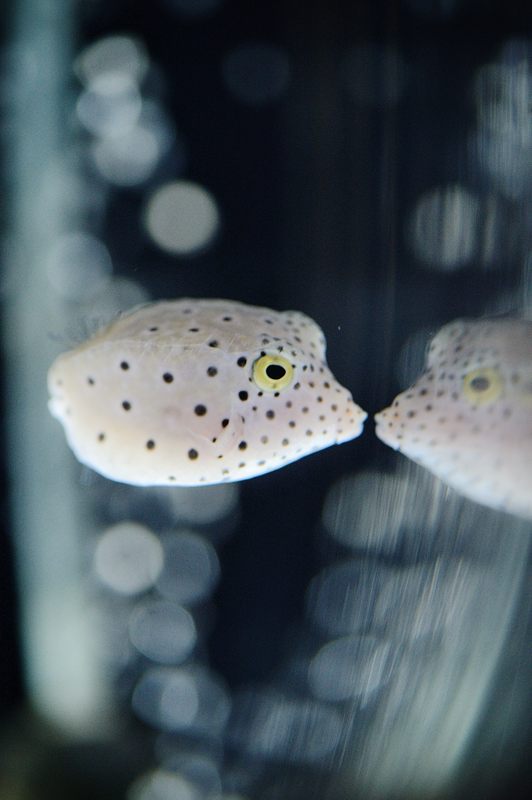 京都水族館 其の二_f0032011_19473778.jpg