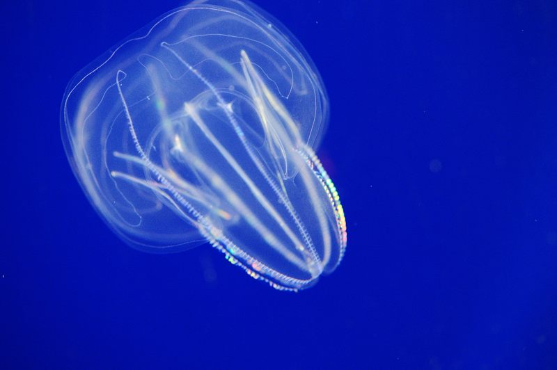 京都水族館 其の二_f0032011_19474542.jpg