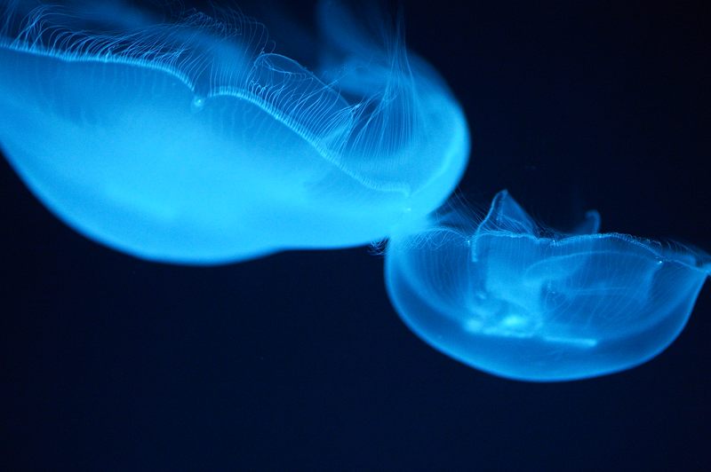 京都水族館 其の二_f0032011_19475262.jpg