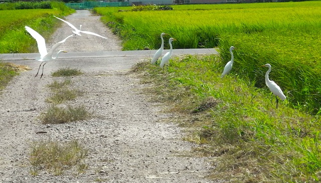 鷺・サギ草・特集_c0248013_21252468.jpg