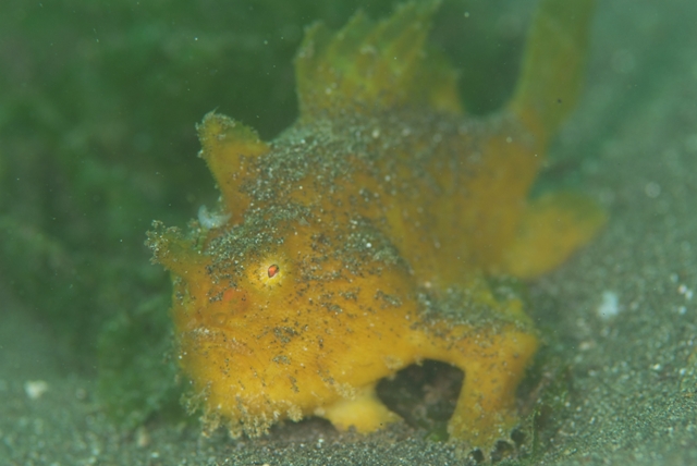 カエルアンコウ三昧_c0211615_17461982.jpg