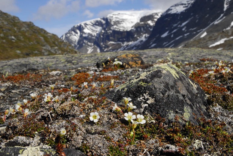 2012年7月　『Mt Kebnekaise & Kungsleden （王様の散歩道））』_c0219616_1550327.jpg