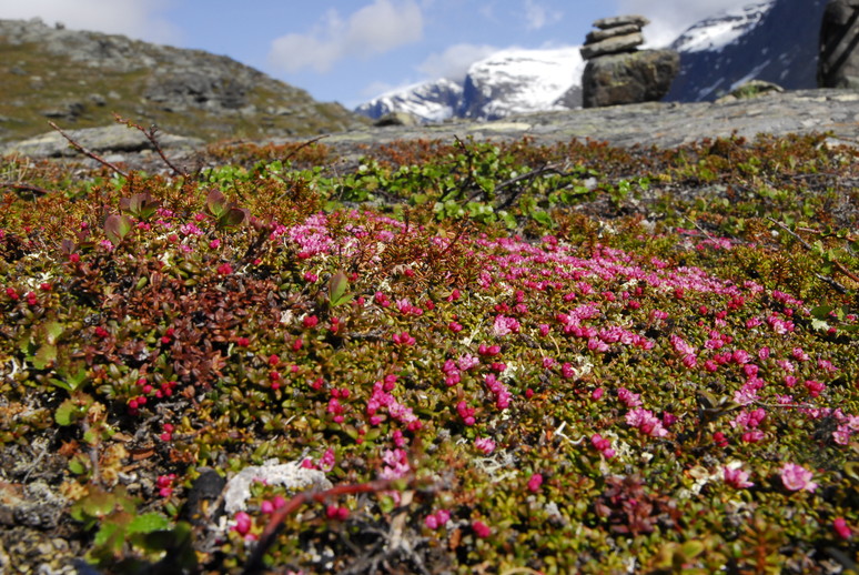 2012年7月　『Mt Kebnekaise & Kungsleden （王様の散歩道））』_c0219616_15511011.jpg