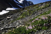 2012年7月　『Mt Kebnekaise & Kungsleden （王様の散歩道））』_c0219616_1653342.jpg