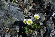 2012年7月　『Mt Kebnekaise & Kungsleden （王様の散歩道））』_c0219616_16544997.jpg