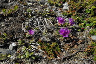 2012年7月　『Mt Kebnekaise & Kungsleden （王様の散歩道））』_c0219616_16551396.jpg