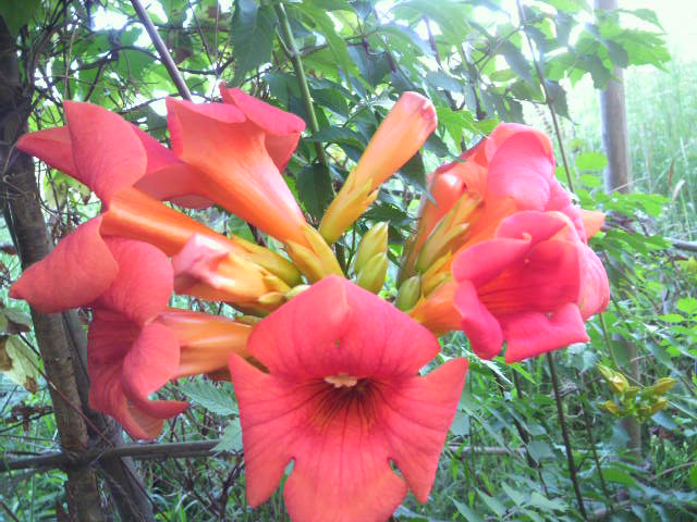 d0063516_206558.jpg