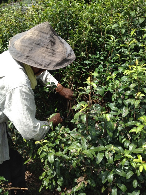宮崎番茶_b0220318_20539.jpg