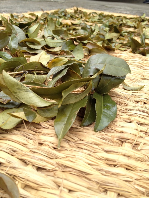 宮崎番茶_b0220318_2192243.jpg