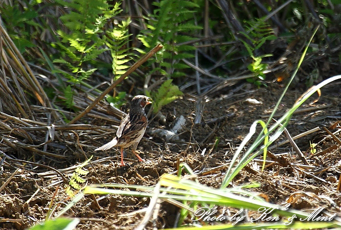 e0218518_2124475.jpg