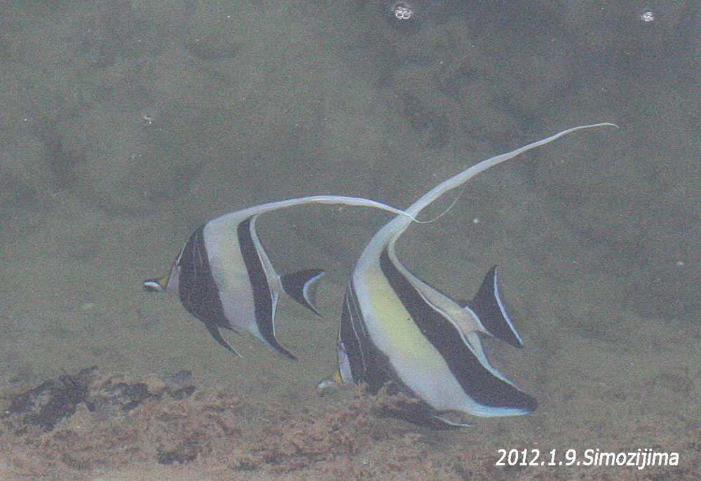f0181821_93382.jpg