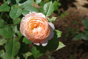 c0048023_17365425.jpg