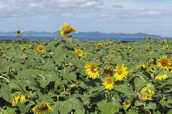 晩夏の田園ポタリング_f0007926_10182677.jpg