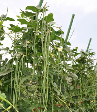 十六ささげ あいちの伝統野菜 畑から