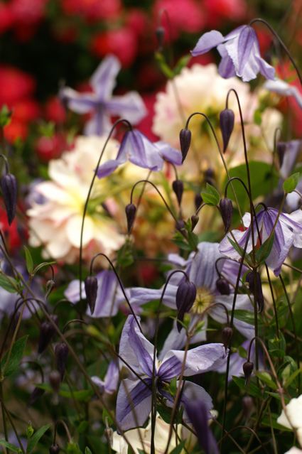 色彩の洪水……花菜ガーデン。_b0168859_12201340.jpg