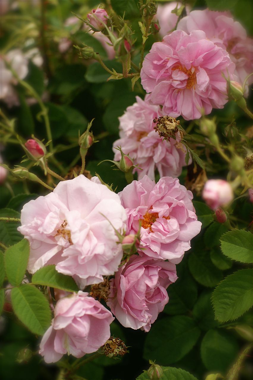 色彩の洪水……花菜ガーデン。_b0168859_12214676.jpg