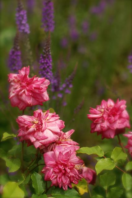 色彩の洪水……花菜ガーデン。_b0168859_12281870.jpg