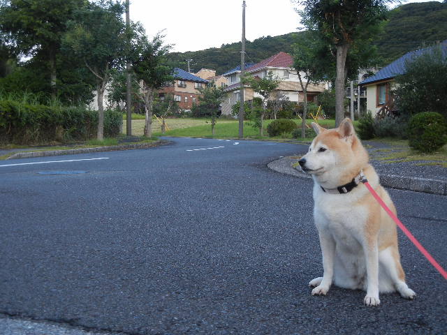 ’12,8,29(水)黄昏、愛ちゃん、どうしたの?_f0060461_10264848.jpg