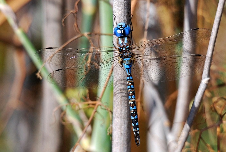 Dragonfly & Bushtit_a0126969_5192214.jpg