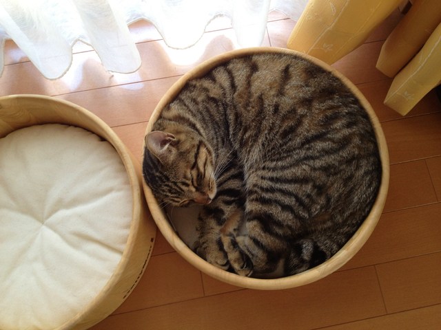 どうする?_a0126590_0294611.jpg
