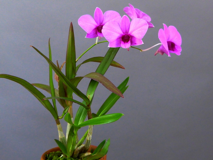 Dendrobium bigibbum var. compactum : 花咲か父さん 洋らん栽培