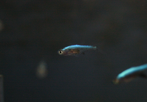 c0165800_2125899.gif