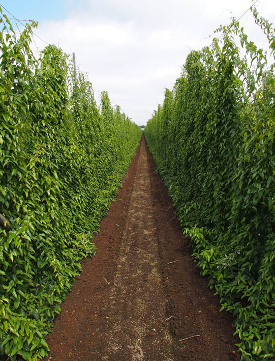 e0064400_35386.jpg