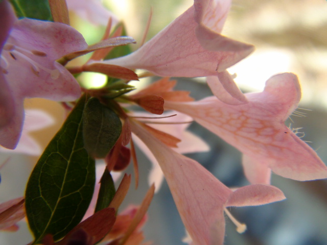 はなぞのつくばねうつぎ（花園衝羽根空木）_f0231709_11265750.jpg