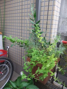 c0217013_938944.jpg