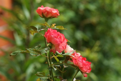 f0170524_8383391.jpg
