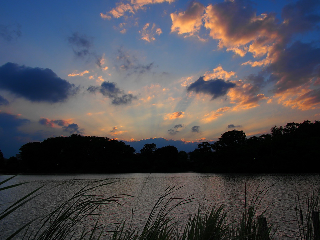 洗足池の夕焼け（2012年8月）_b0093625_2324752.jpg