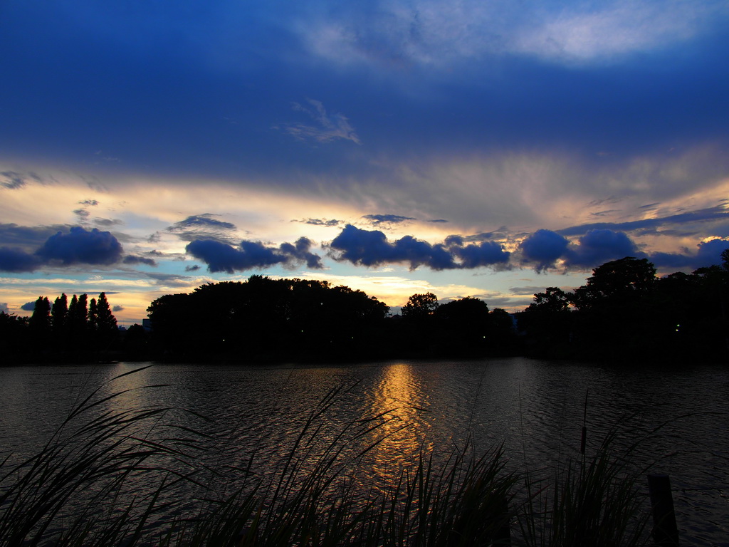 洗足池の夕焼け（2012年8月）_b0093625_23391975.jpg