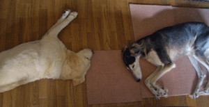 d0016727_10364778.gif