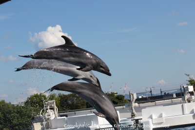 京都水族館へ行こう！_a0165538_9503418.jpg