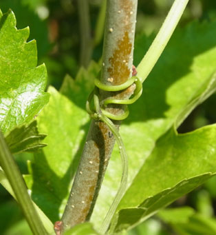 用水路脇のヘクソカズラ Skunk vine_f0206939_237017.jpg