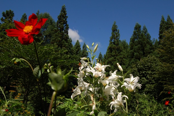 快晴の庭で白く輝くユリの花_c0002943_0442448.jpg