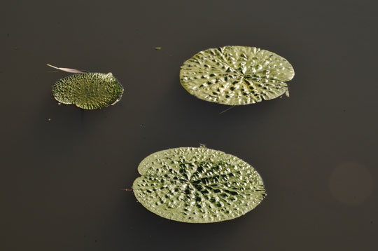 c0093046_6283841.jpg