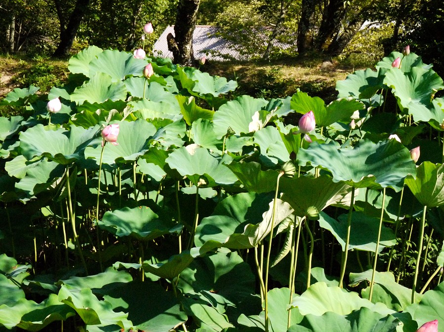 　　根来寺_b0093754_2221914.jpg