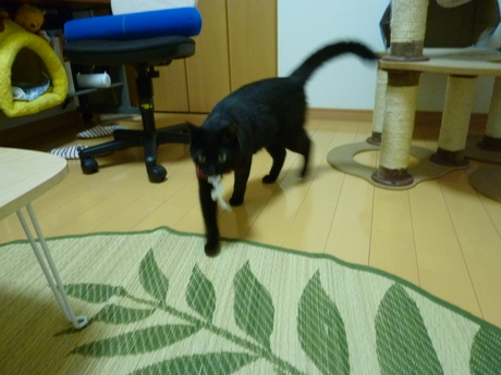 d0170555_18112017.jpg