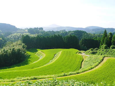 菊池水源棚田米 開花しました!_a0254656_15434919.jpg