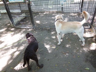 with dog 猛暑のドッグラン♪_a0165160_6261773.jpg