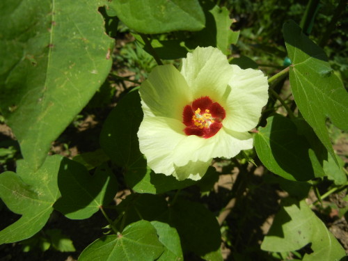 8月30日 ムクゲと綿花 小雀公園里山日記