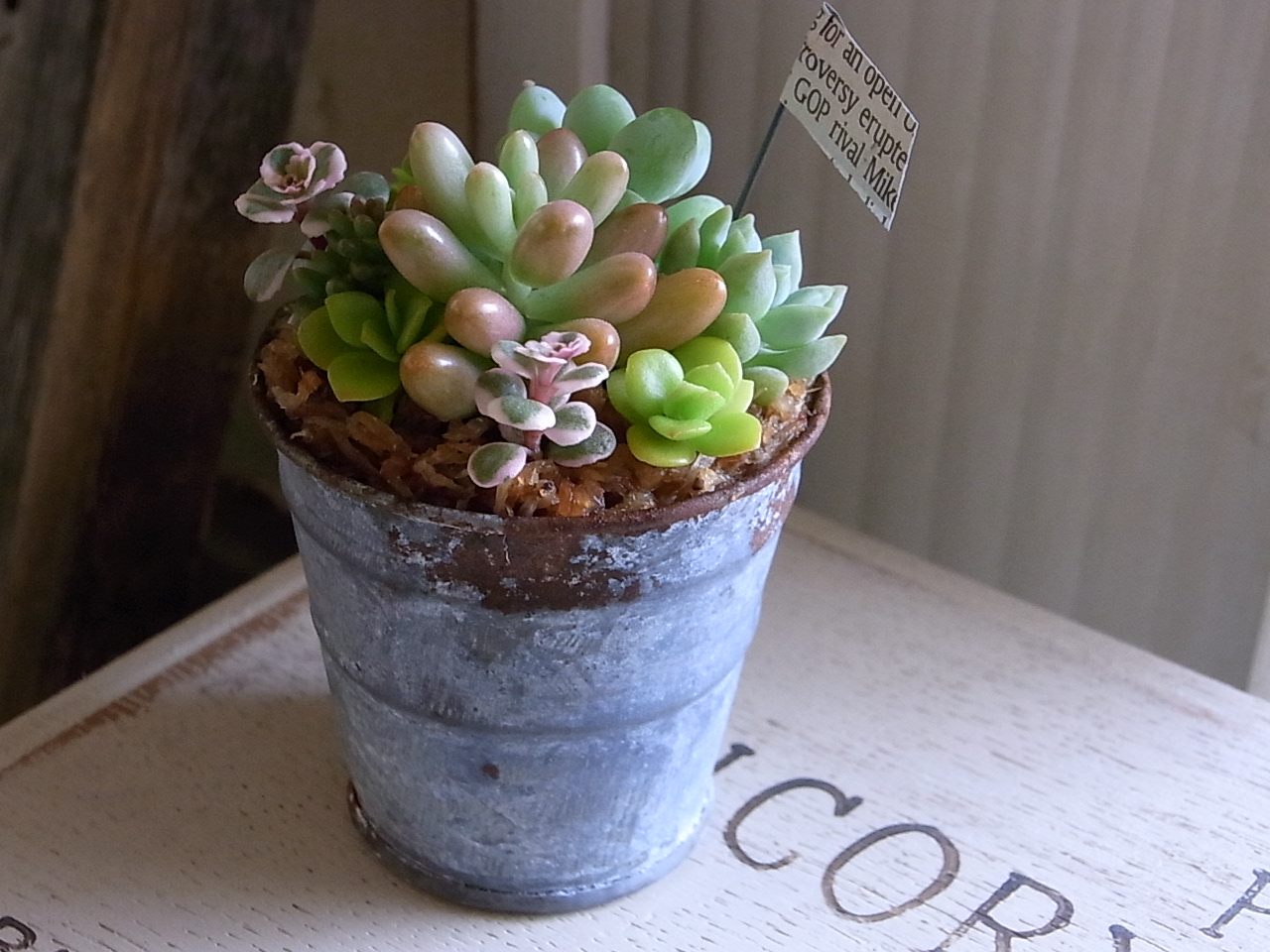 多肉植物寄せ植えアレンジ☆アンティークブリキ缶B32 : 多肉植物 多肉植物寄せ植えアレンジ☆アンティークブリキ缶B32 : 多肉植物