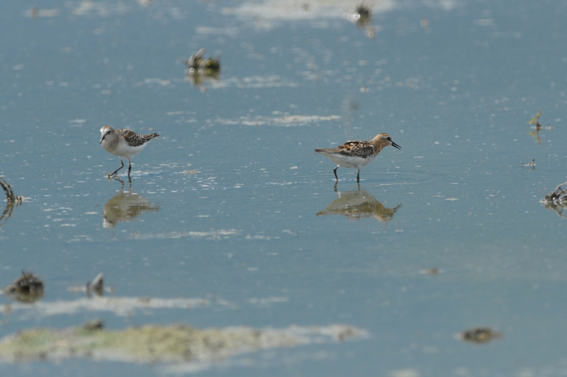 トウネン 夏羽成鳥_f0053272_12112380.jpg