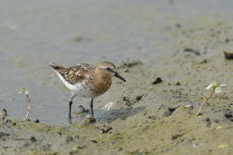 トウネン 夏羽成鳥_f0053272_1213935.jpg