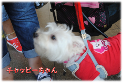 b0242873_2391284.png