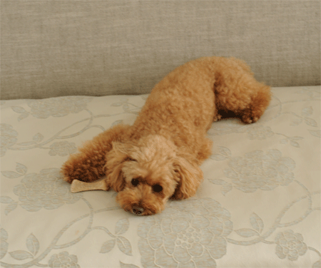c0196673_8273841.gif